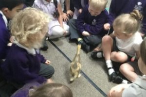 a-visit-from-the-ducks