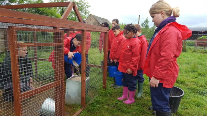 learning-about-the-animals