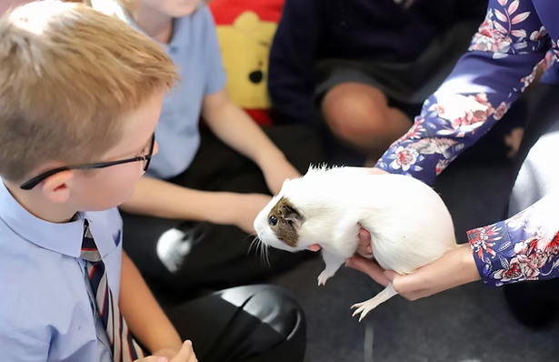 A pupil in uniform being shown a guinea pig by a member of school staff