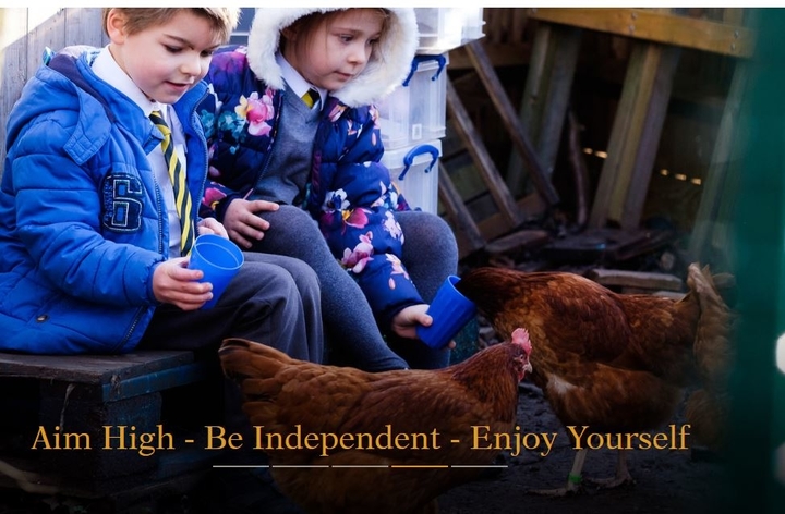 playing with hens
