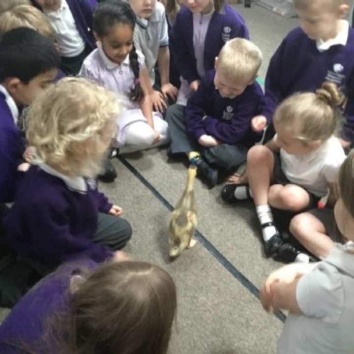 a-visit-from-the-ducks
