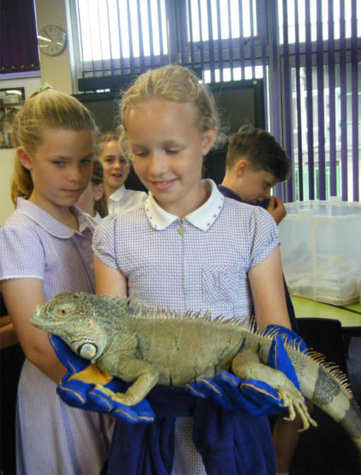 playing-with-reptiles