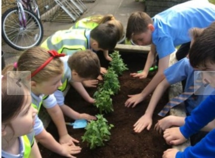 planting-out